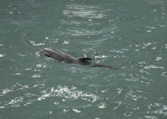 A murit Baby, primul pui de delfin născut în captivitate la Constanța 3 A murit Baby | MyTex.ro