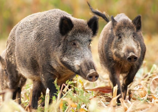 Reţinut pentru braconaj după ce a lovit cu maşina o turmă de porci mistreţi 3 Reţinut pentru braconaj după ce a lovit cu maşina o turmă de porci mistreţi | MyTex.ro