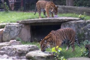 O nouă zi specială la Zoo | MyTex.ro