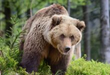 Salvamont Brașov: Cum să evităm întâlnirea cu animalele sălbatice în timpul drumețiilor 6 Două cutremure în România | MyTex.ro