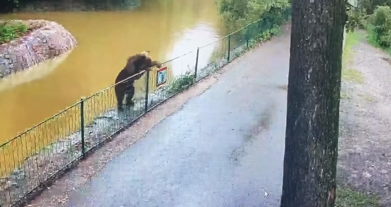 Urs în libertate la Zoo / A ucis o căprioară / Asigurări 3 Urs în libertate la Zoo | MyTex.ro