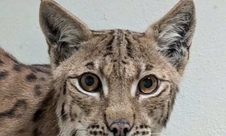 Update. Râsul de la Zoo Braşov a fost botezat / Cum puteți adopta alte animale 3 Update. Râsul de la Zoo Braşov a fost botezat | MyTex.ro
