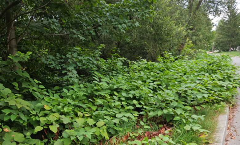 Planta invazivă care în Anglia scade valoarea caselor a ajuns și în județul Brașov 3 Planta | MyTex.ro