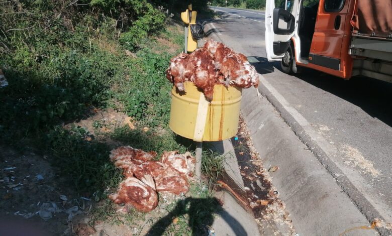 DRDP Brașov: Găini moarte, aruncate la un coș de gunoi de pe marginea drumului 3 Găini | MyTex.ro