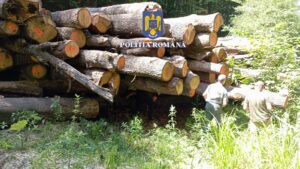 poliția | MyTex.ro