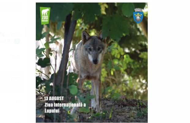 Ziua Internațională a Lupului, sărbătorită și la ZOO Brașov / Ce activități vor avea loc 3 Ziua | MyTex.ro