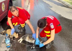 El e paramedicul brașovean | MyTex.ro