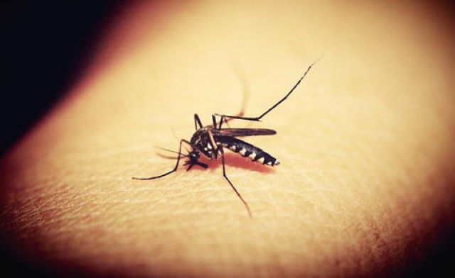 Şapte cazuri de infecţie cu virusul West Nile în România | MyTex.ro