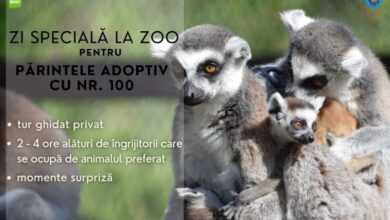Încă o zi specială la Zoo Brașov | MyTex.ro