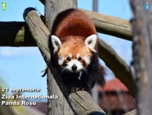Zoo Brașov | MyTex.ro