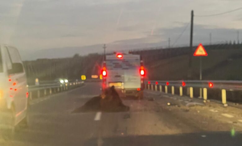 Urs lovit de un autovehicul, în județul Brașov 3 Urs | MyTex.ro