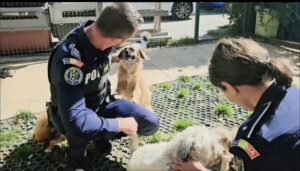 Poliția | MyTex.ro