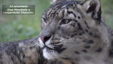 Ziua Internațională a Leopardului Zăpezilor | MyTex.ro