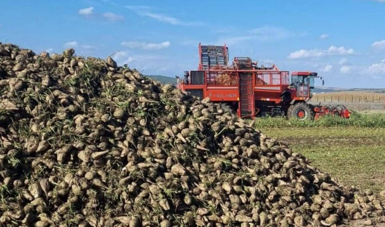 Cultura de sfeclă de zahăr, grav afectată / Ce a spus un fermier din zona Brașovului 3 Cultura de sfeclă de zahăr | MyTex.ro