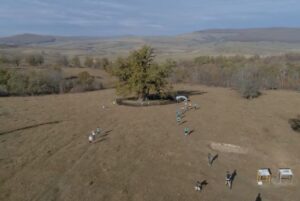 Ziua Stejarului poate fi sărbătorită și din balon | MyTex.ro