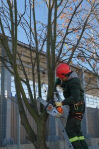 Primăria a început campania plantărilor de toamnă | MyTex.ro