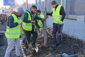 Primăria a început campania plantărilor de toamnă | MyTex.ro