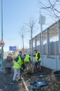 Primăria a început campania plantărilor de toamnă | MyTex.ro