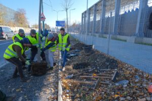 Primăria a început campania plantărilor de toamnă | MyTex.ro