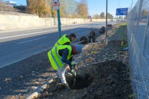 Primăria a început campania plantărilor de toamnă | MyTex.ro