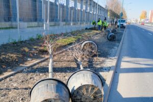 Primăria a început campania plantărilor de toamnă | MyTex.ro