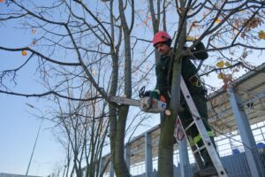 Primăria a început campania plantărilor de toamnă | MyTex.ro