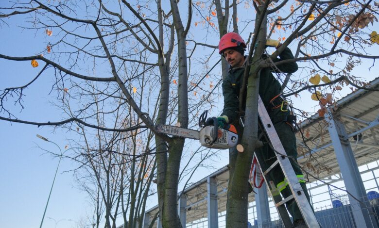 Primăria a început campania plantărilor de toamnă 21 Primăria a început campania plantărilor de toamnă | MyTex.ro
