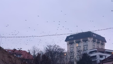 Reacții | MyTex.ro