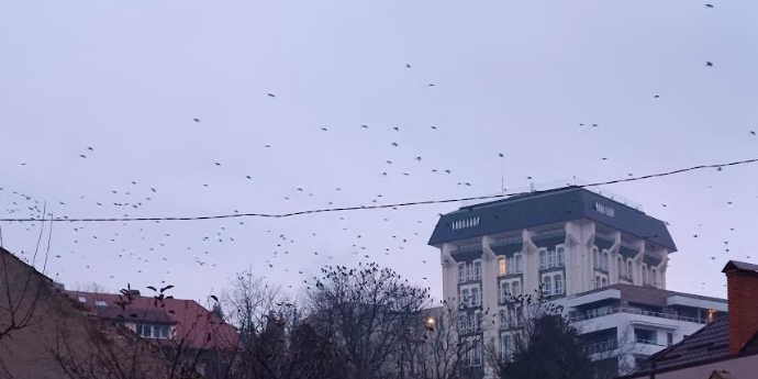 Ciorile au invadat Universitatea Transilvania Brașov / Ce se poate face 3 Ciori | MyTex.ro
