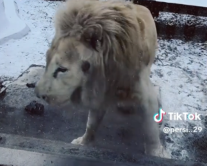 Zoo Brașov | MyTex.ro