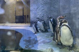 Premieră la Grădina Zoologică Brașov | MyTex.ro