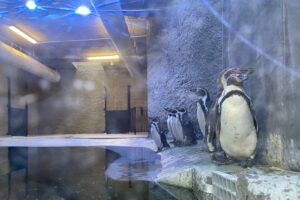 Premieră la Grădina Zoologică Brașov | MyTex.ro