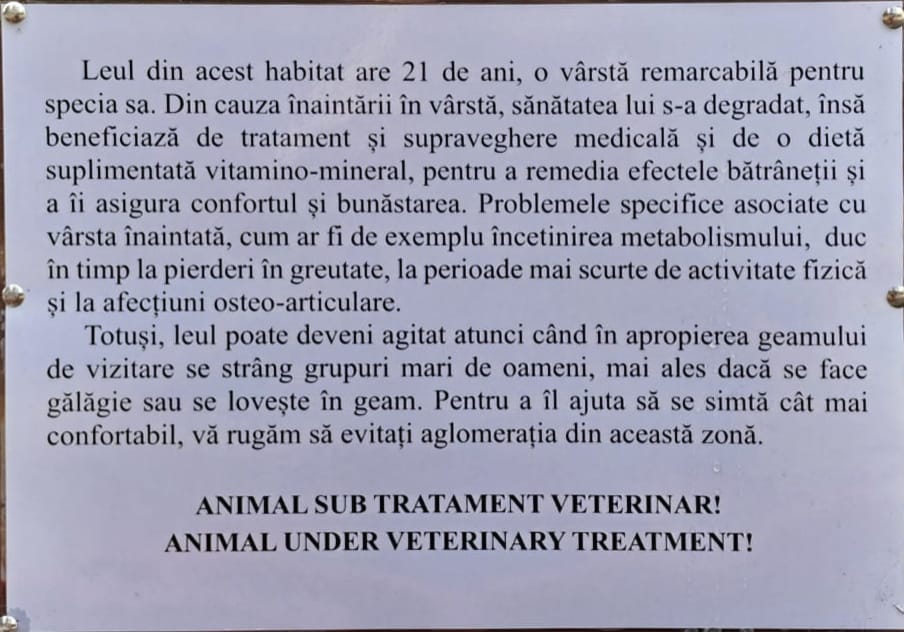 Zoo Brașov, despre leul alb, care ar fi exploatat 15 Zoo Brașov | MyTex.ro
