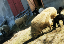 Câți bani se fac din creșterea oilor: O antreprenoare din Brașov conduce topul național, în timp ce Petre Daea sare în apărarea fermierilor rămași fără exporturi 5 | MyTex.ro