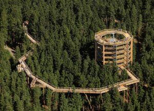 Potecă în vârful arborilor | MyTex.ro