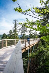 Potecă în vârful arborilor | MyTex.ro
