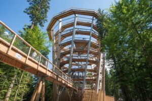 Potecă în vârful arborilor | MyTex.ro