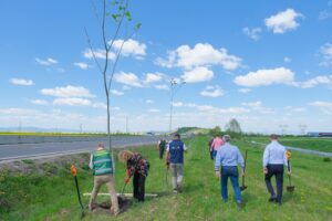 1.000 de arbori și arbuști pentru un kilometru de centură verde a Brașovului | MyTex.ro
