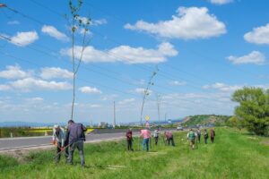 1.000 de arbori și arbuști pentru un kilometru de centură verde a Brașovului | MyTex.ro