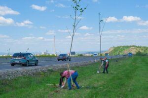1.000 de arbori și arbuști pentru un kilometru de centură verde a Brașovului | MyTex.ro