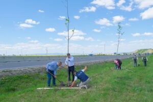 1.000 de arbori și arbuști pentru un kilometru de centură verde a Brașovului | MyTex.ro