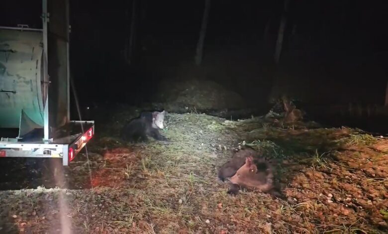 Puii ursoacei din Predeal, eliberaţi în pădure. VIDEO 3 Puii ursoacei din Predeal | MyTex.ro