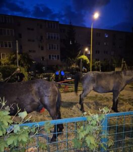 Tânăr | MyTex.ro