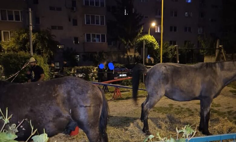 Proprietar amendat după ce caii săi au „zburdat" pe strada Hărmanului din Brașov (video) 11 Proprietar | MyTex.ro