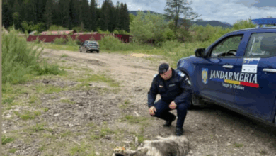 Sexagenară arestată după ce a târât un câine legat de mașină | MyTex.ro