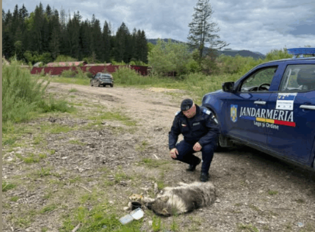 Sexagenară arestată după ce a târât un câine legat de mașină 3 Sexagenară arestată după ce a târât un câine legat de mașină | MyTex.ro