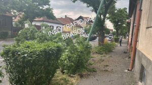 Pieton | MyTex.ro