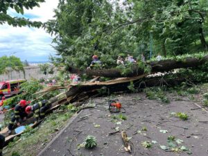 Arborii periculoși de sub Tâmpa schimbă traseele crosului Aleargă TU pentru EI | MyTex.ro