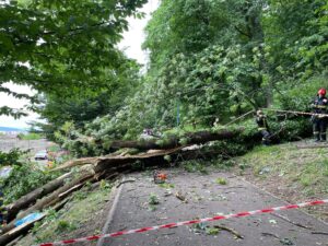 Arborii periculoși de sub Tâmpa schimbă traseele crosului Aleargă TU pentru EI | MyTex.ro