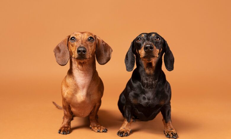O paradă canină simpatică, la Brașov 3 O paradă canină simpatică | MyTex.ro